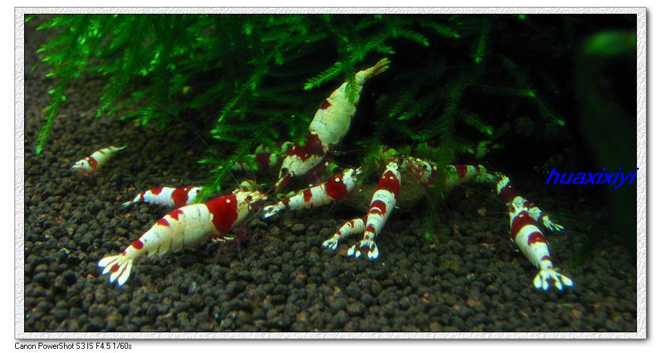 水晶虾产卵用单独饲养吗,水晶虾饲养视频教程