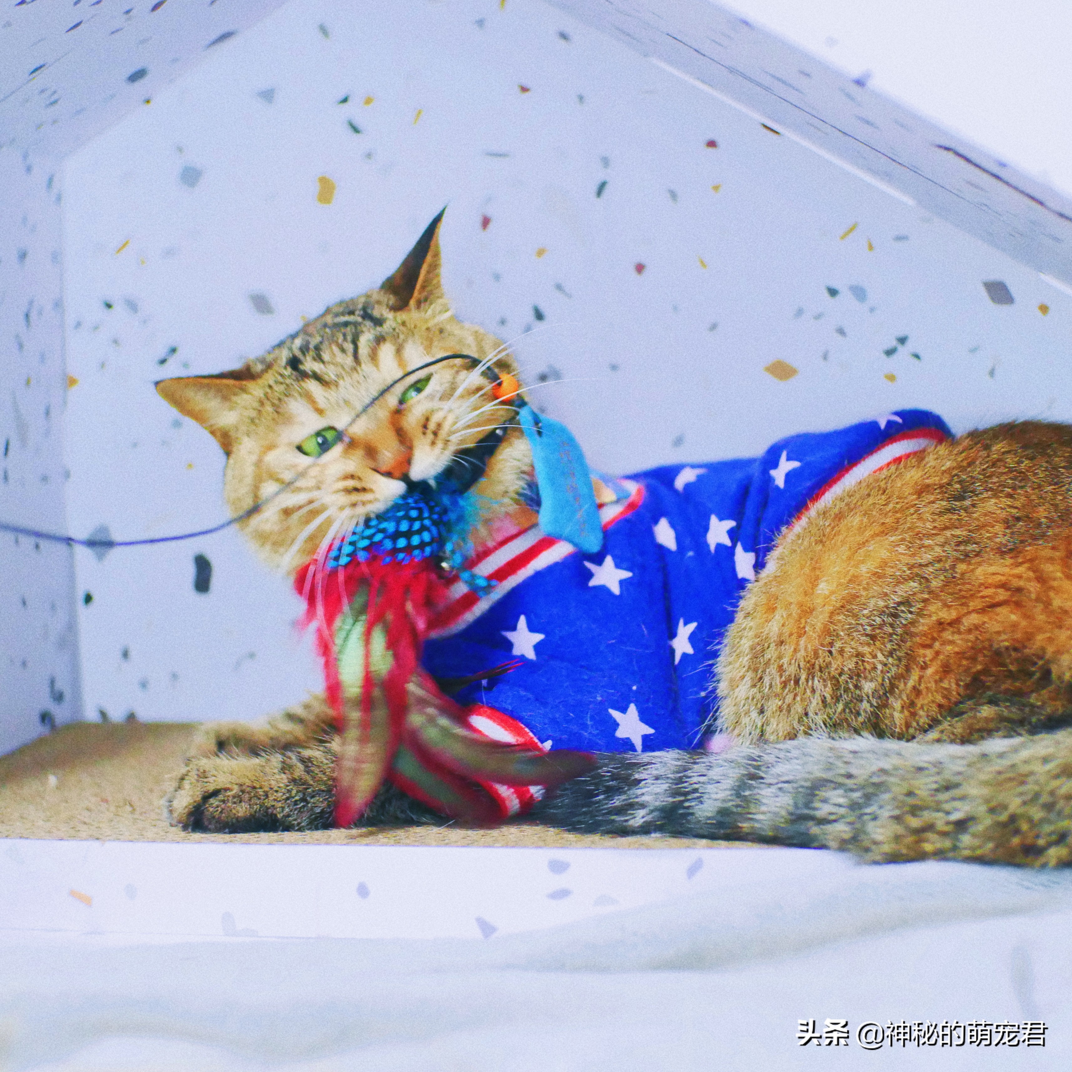 什么逗猫棒猫咪会玩,怎么做猫咪玩的逗猫棒