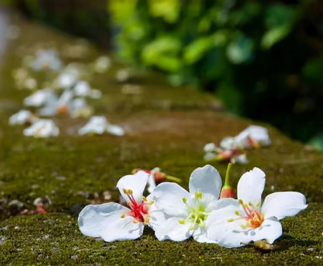 如何看待凤凰男的爱情生活,凤凰男被骗婚