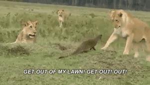 平头哥蜜獾照片,蜜獾平头哥动物科普