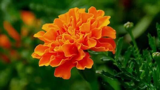 孔雀草叶,孔雀草花色艳丽