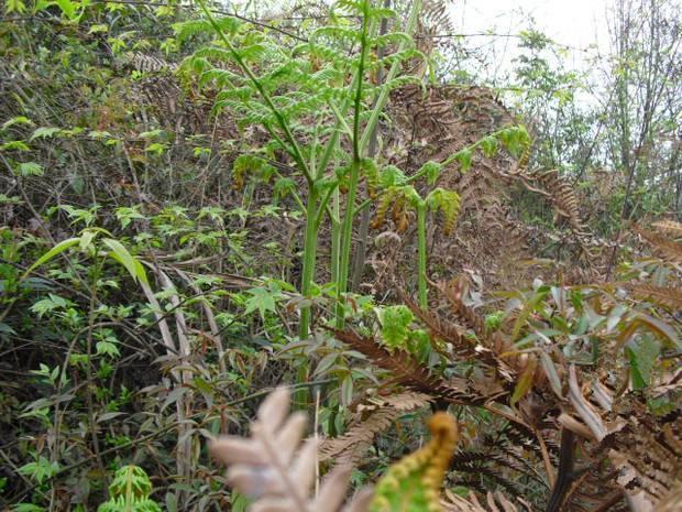 大山上有一种野草叫龙须菜,大山上长了一种红色的野菜