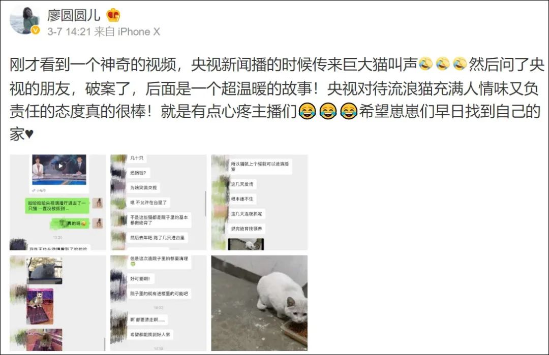 央视直播间猫叫背后原因,央视养猫辟谣
