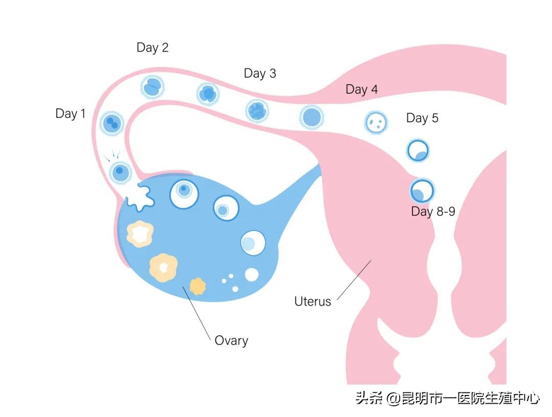 「好孕指南」备孕怀不上？你的问题出在了这里