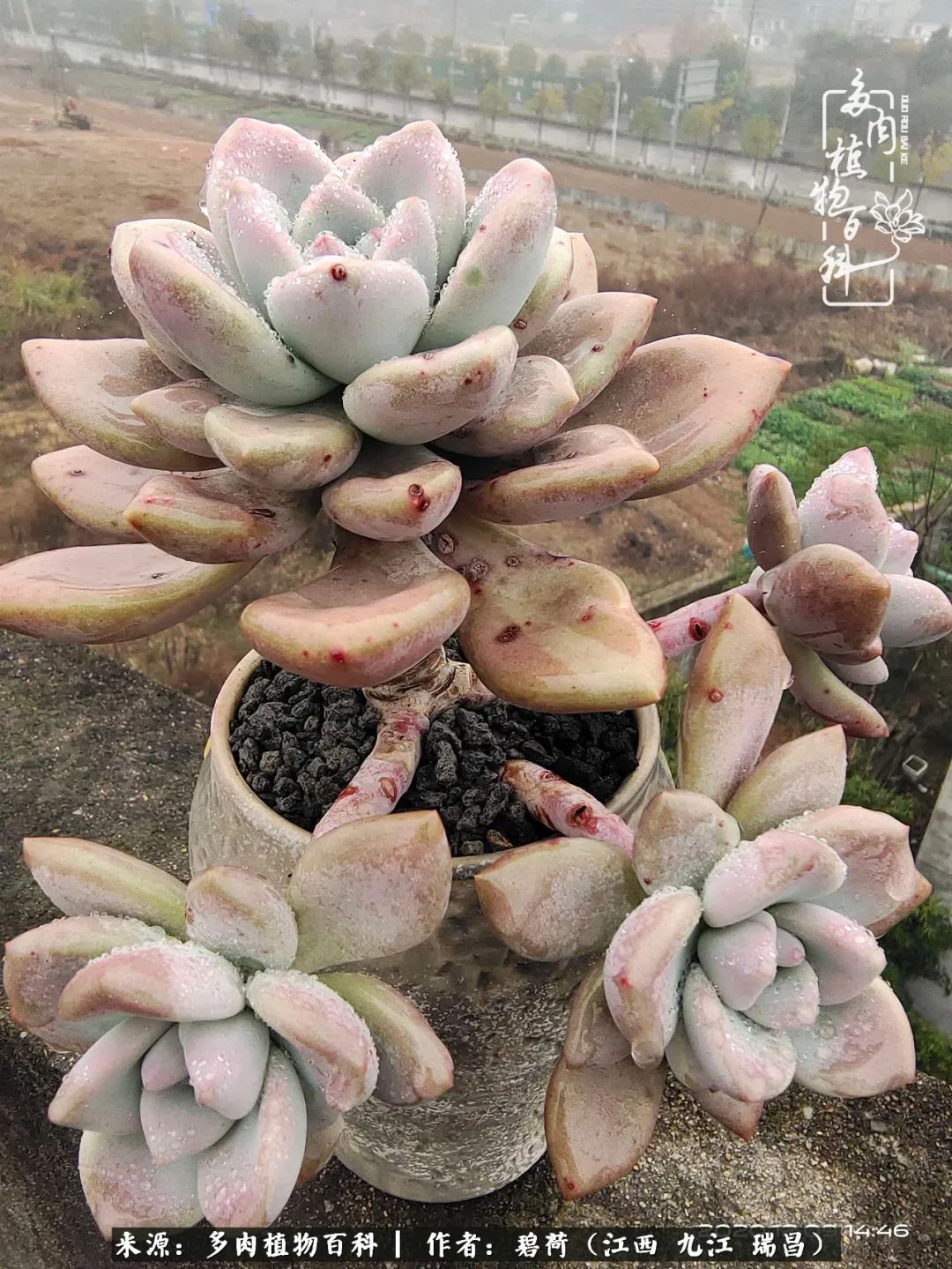 养了五年的多肉看到岁月的痕迹,经过一年春夏秋冬的轮回