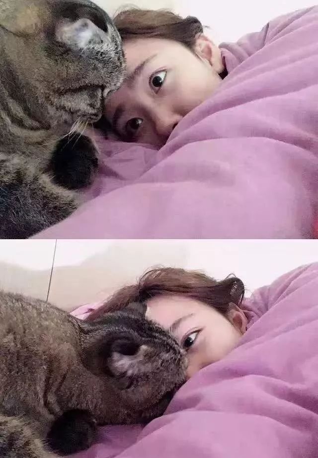 一个人养猫有什么烦恼,一个人生活养只狗靠谱吗