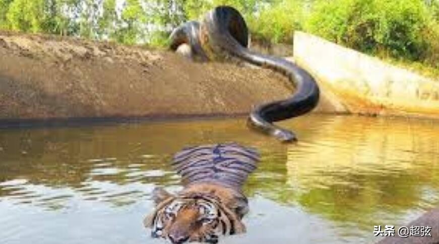 老虎在自然界有没有天敌,自然界里的老虎有多凶猛