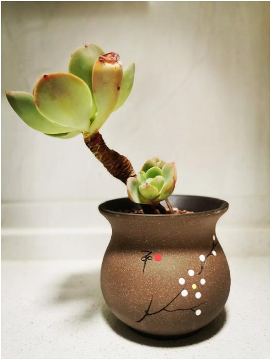 多肉虐我千百遍，我待多肉如初恋