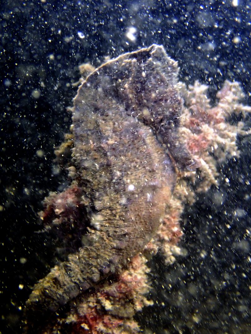 深圳附近海域鱼类大全,深圳海域动物