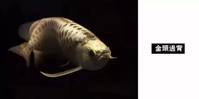 龙鱼混养品种推荐,龙鱼品种大全