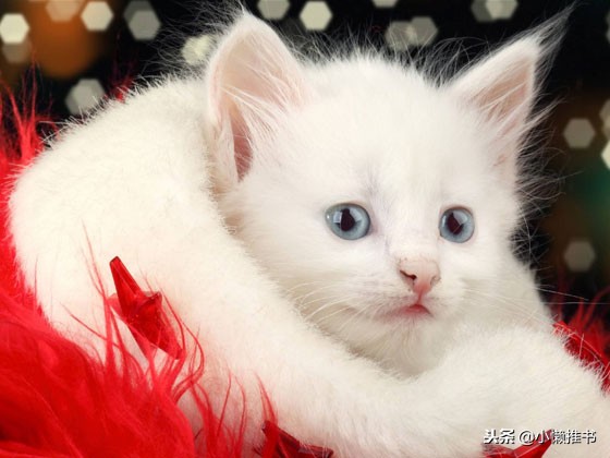 高糖甜文小说,发糖比较多的小说