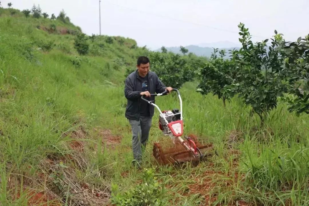 守着20000亩橙子园，他说：一年好景君需记，最是橙黄橘绿时