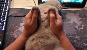 switchlite必买配件,买switch还要买什么配件