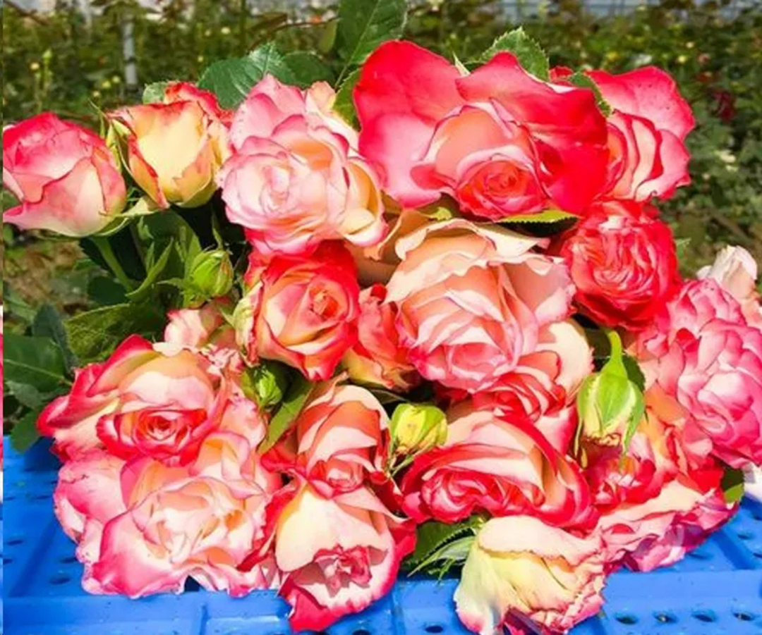 地栽月季雨季管理,一连很多天阴雨天月季怎么办