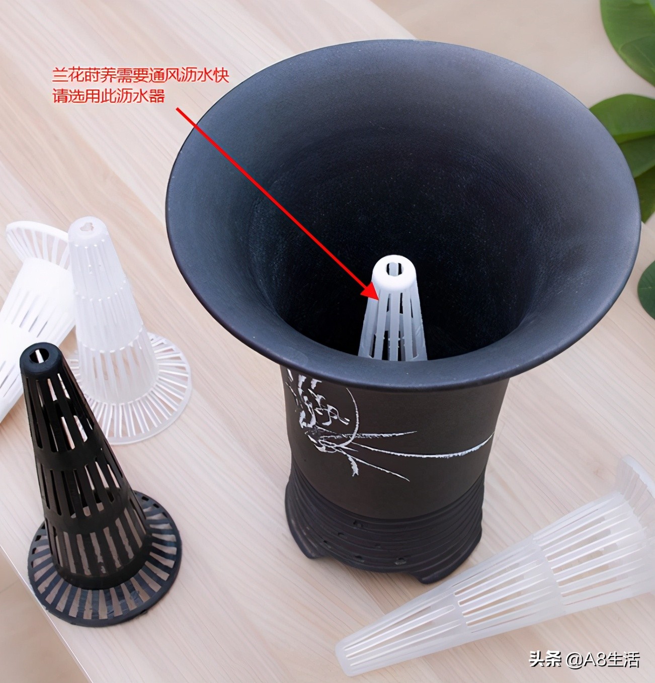 每日一品花草图片,每日一品