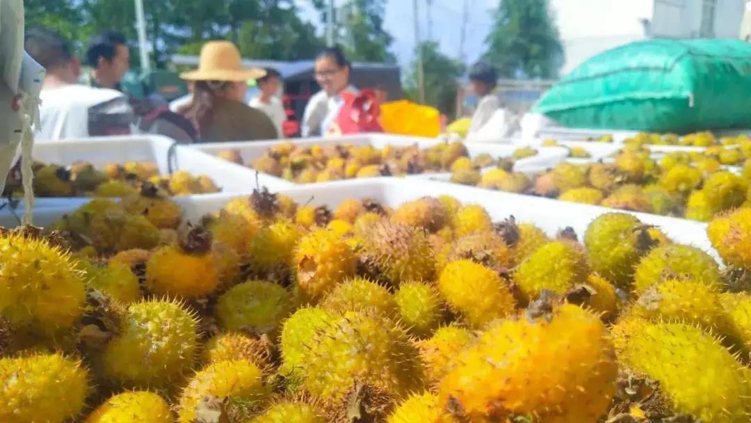 云南嵩明县未来发展规划,昆明滇中新区嵩明县发展新信息