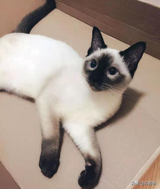 暹罗猫怎么养才是正确的,暹罗猫怎么养才能养好