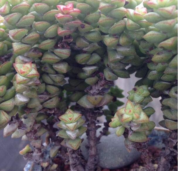 多肉植物长黑斑怎么办？4种原因要知道，提早预防，去除黑斑病