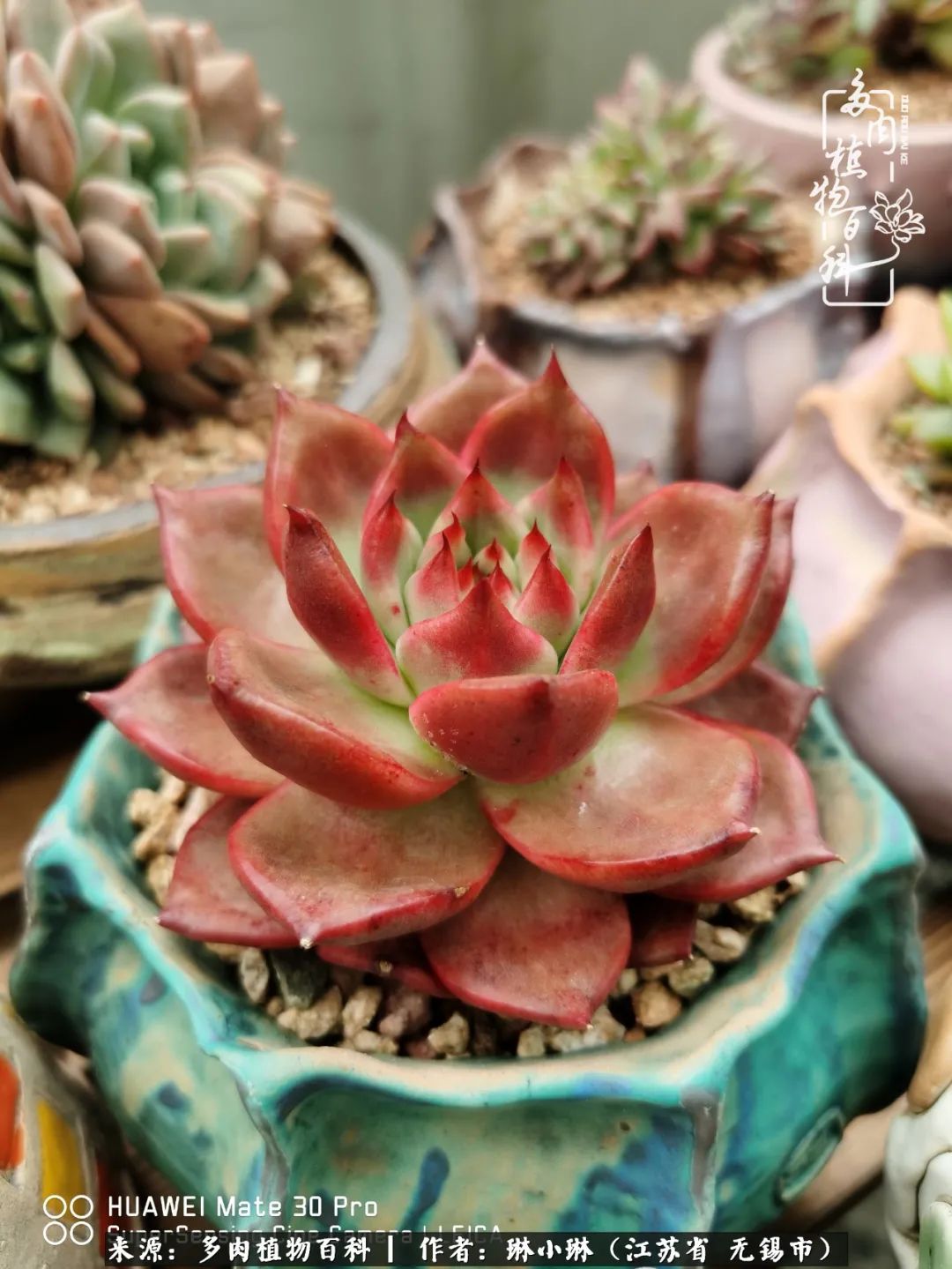 多肉变美是需要时间的,千万别辜负了多肉变美的黄金季节