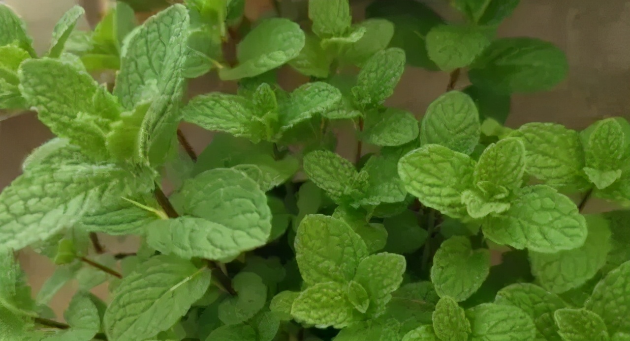 观花草本植物推荐,最具观赏性的观叶植物