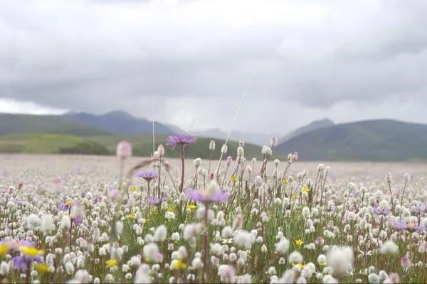 川西若尔盖自驾游地图,若尔盖色达稻城旅游攻略