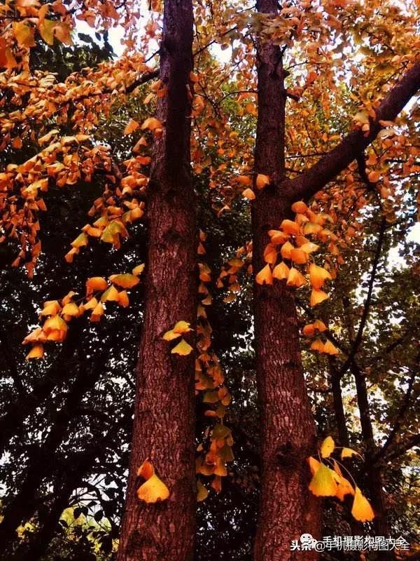 手机拍秋天摄影,记录秋天里的美好手机摄影