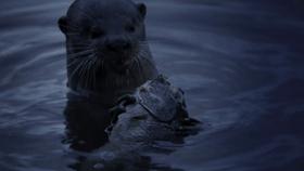 夜半*拍偷**下,成就今年第一部神级纪录片:黑暗下的生命,超乎想象