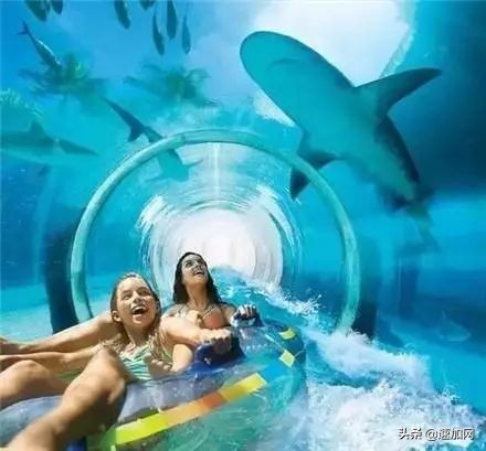 公司不按套路出牌,全网最不按套路出牌