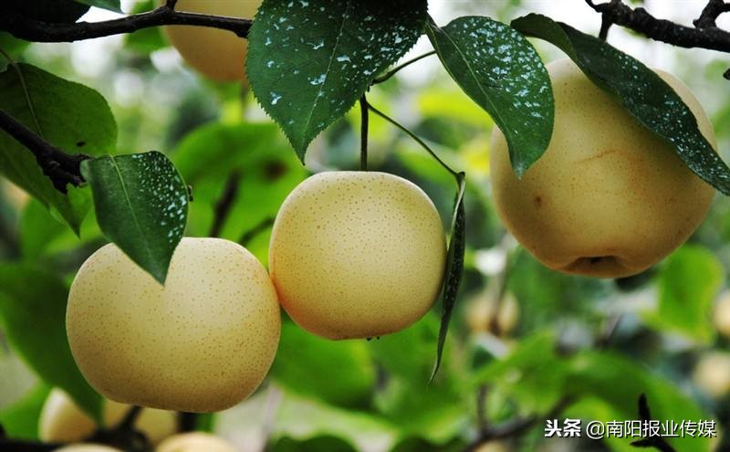 方城乡村振兴 (农村电商增效助推乡村振兴)