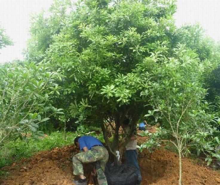 杨梅很酸直接加糖有用吗,杨梅酸放白糖行吗