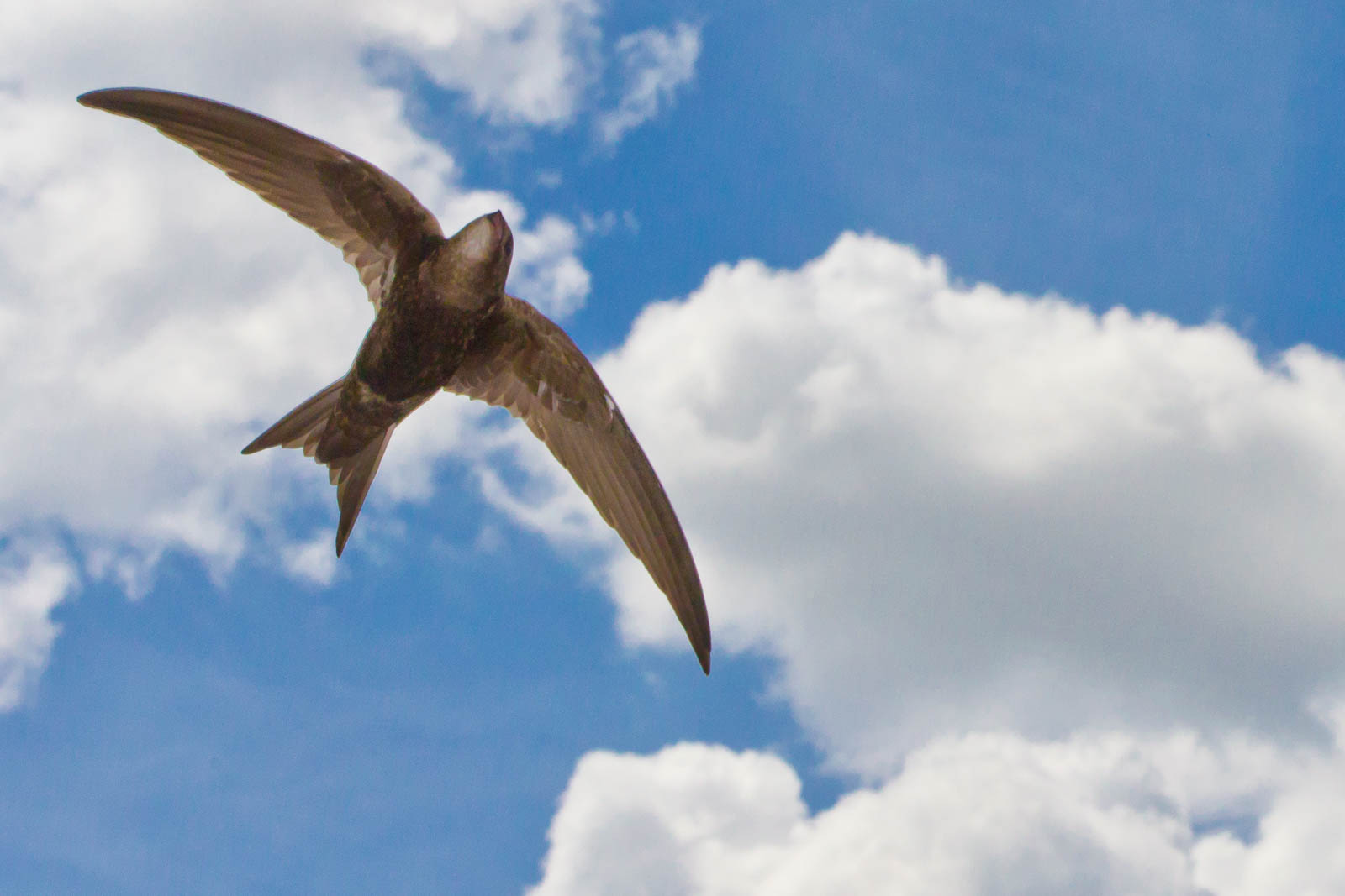 雨燕最快飞行速度,每天飞行4000公里