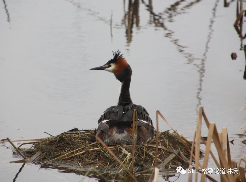 科学家如何观察植物,鸟类的研究方法