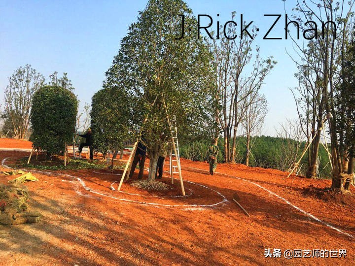 怎样种植草坪技术,果岭草坪的种植养护方法及技巧