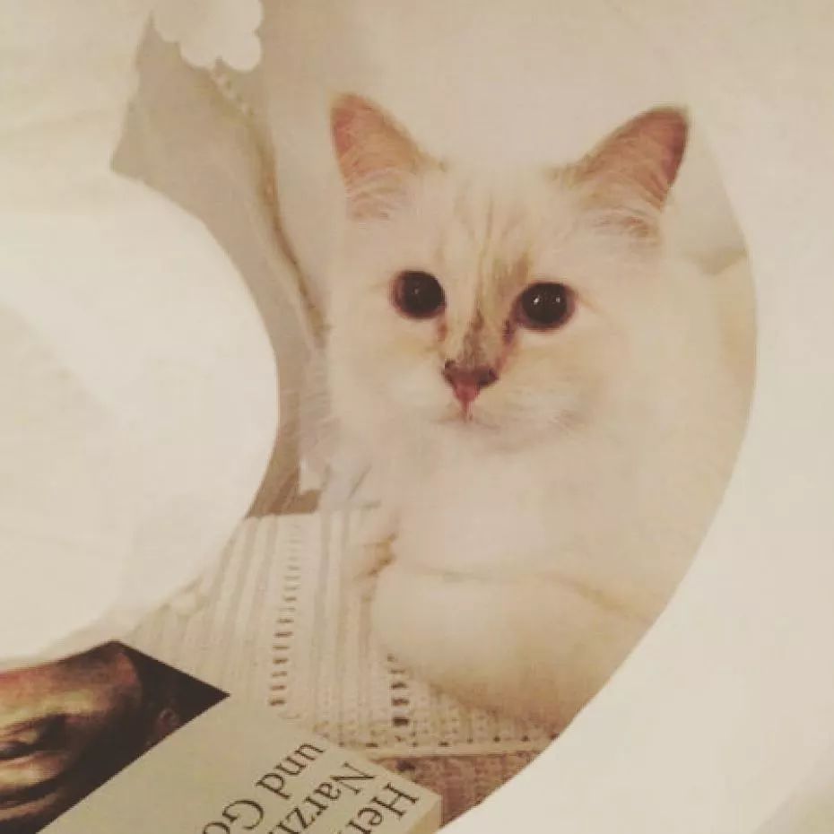 21亿遗产的猫现在怎么样了,失踪多年的猫终于回来了