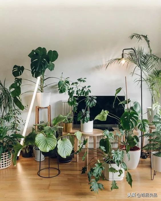 怎样弄一个简单的花园,如何在家打造一个花园