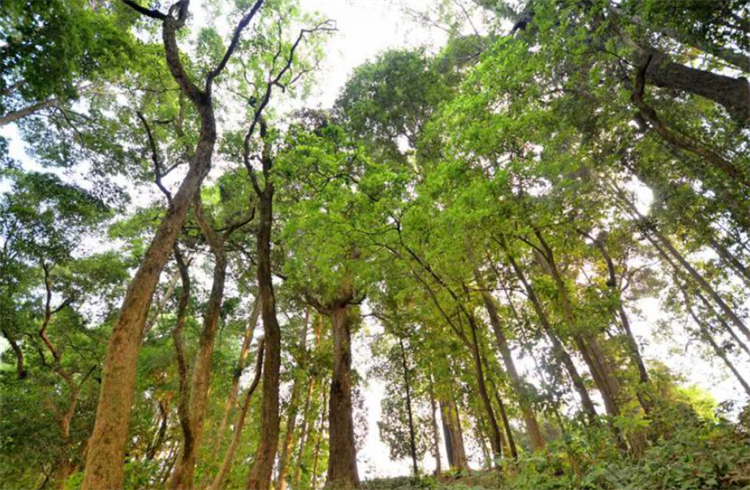 碳化金丝楠木阴沉木,金丝楠木与金丝楠阴沉木区别