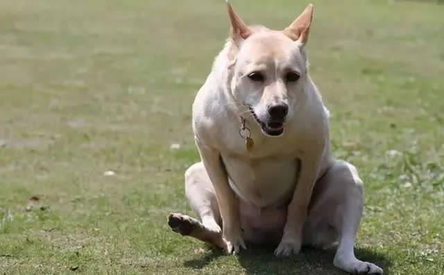 生病狗狗死之前的征兆,狗狗生病快不行的征兆