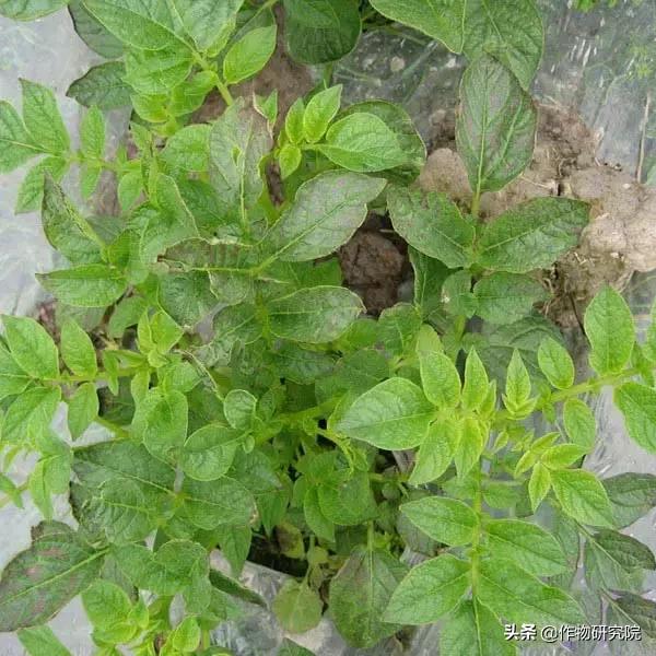 马铃薯病害知识与防治书籍,马铃薯黑胫病病害及防治方法