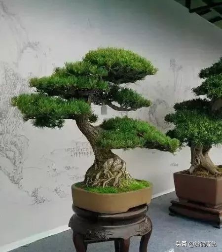 黑松盆景寓意 (黑松盆景风水)