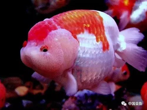 怎样判断家里水的好坏,家中盛水用什么好