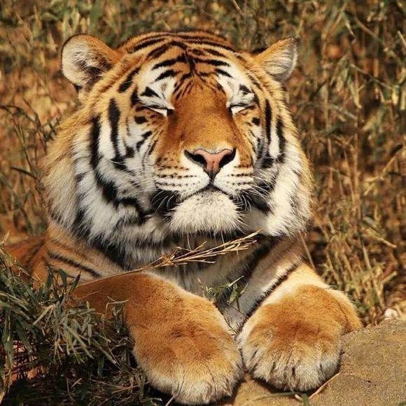 他外号大总管，用各种理由让小说烂尾，但是一完本就是神作