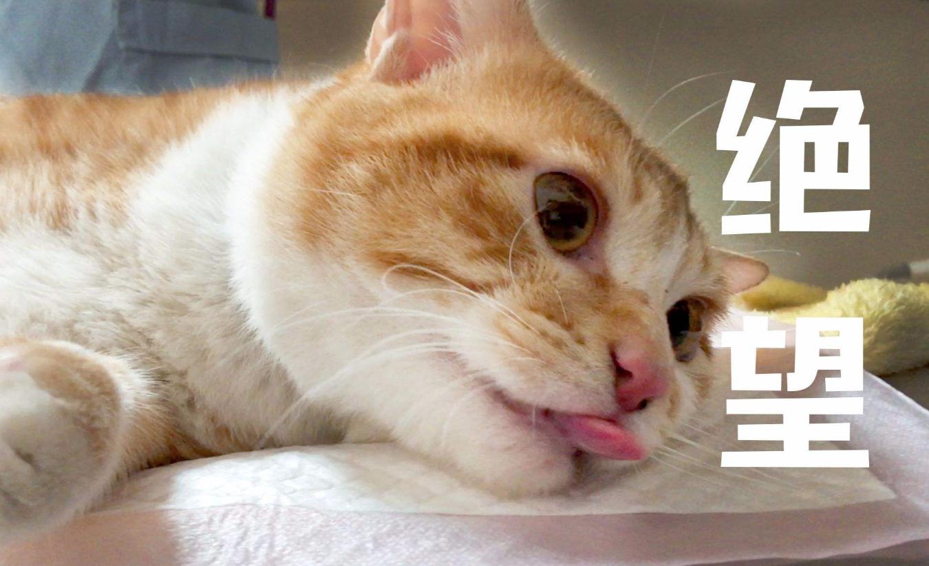 科普关于宠物绝育的那些事下篇,揭秘猫咪绝育费用