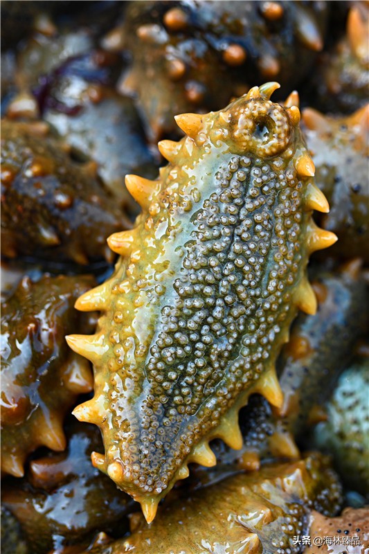 探秘海参的捕捞过程,野生海参采捕视频大全