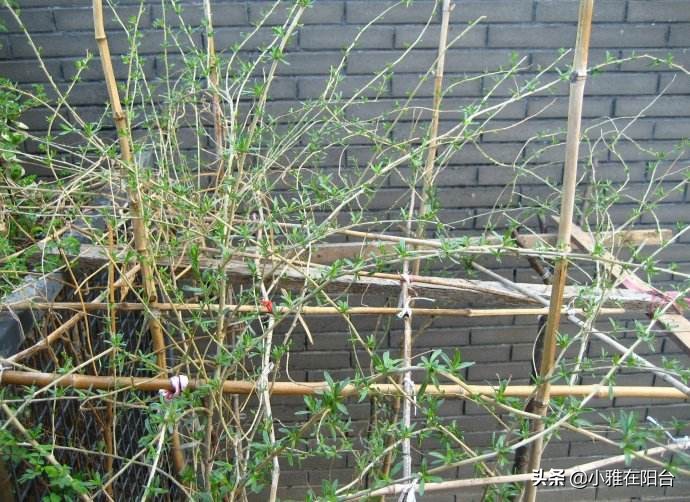 枸杞盆景扦插好活吗,枸杞盆景能否扦插