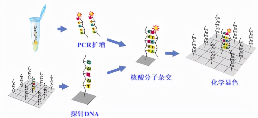 2价hpv疫苗和2价hpv吸附疫苗区别,hpv疫苗深度解析