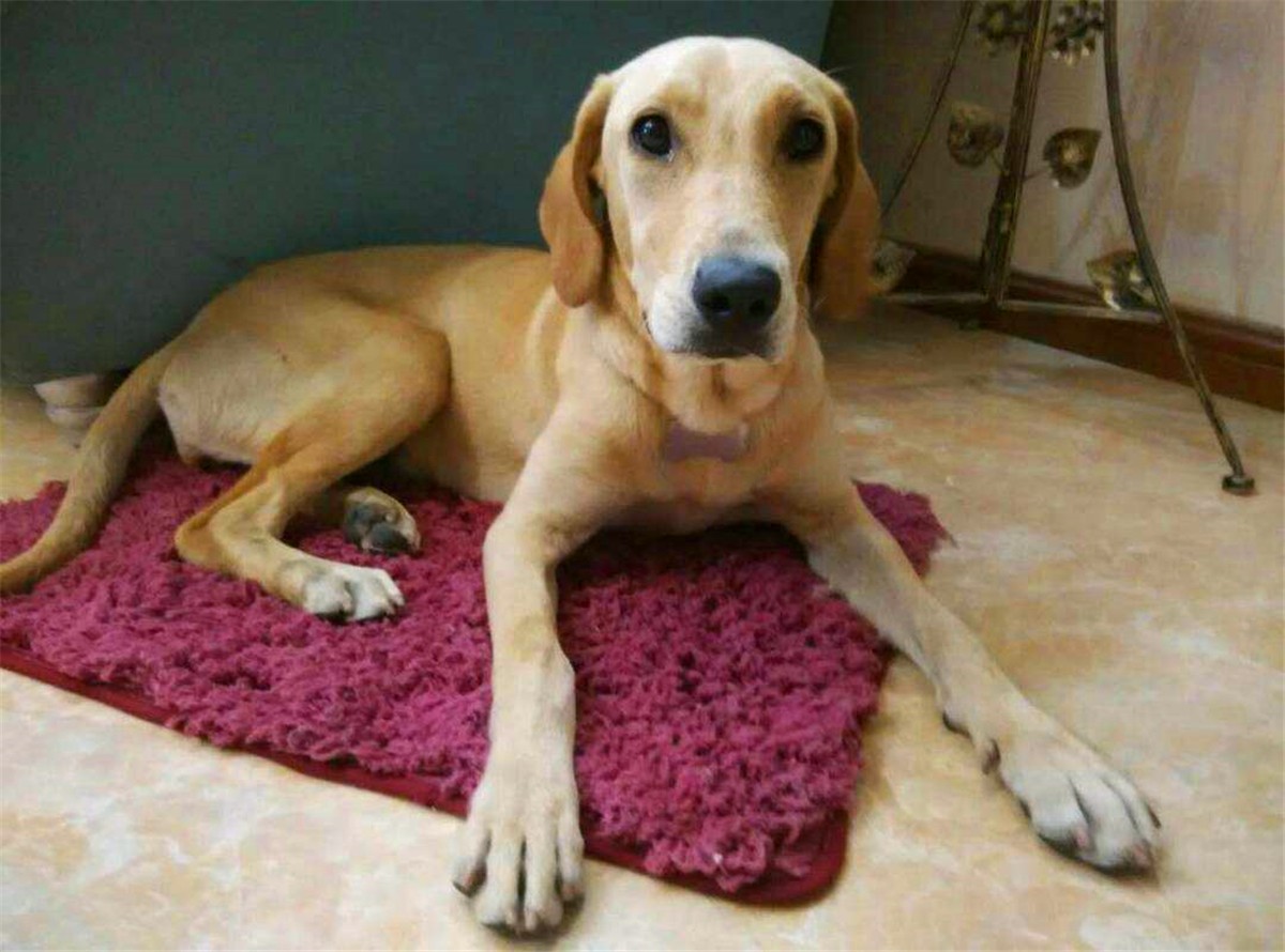 狗狗正常吃饭营养也够但还是瘦,狗狗基因取决于母系还是父系