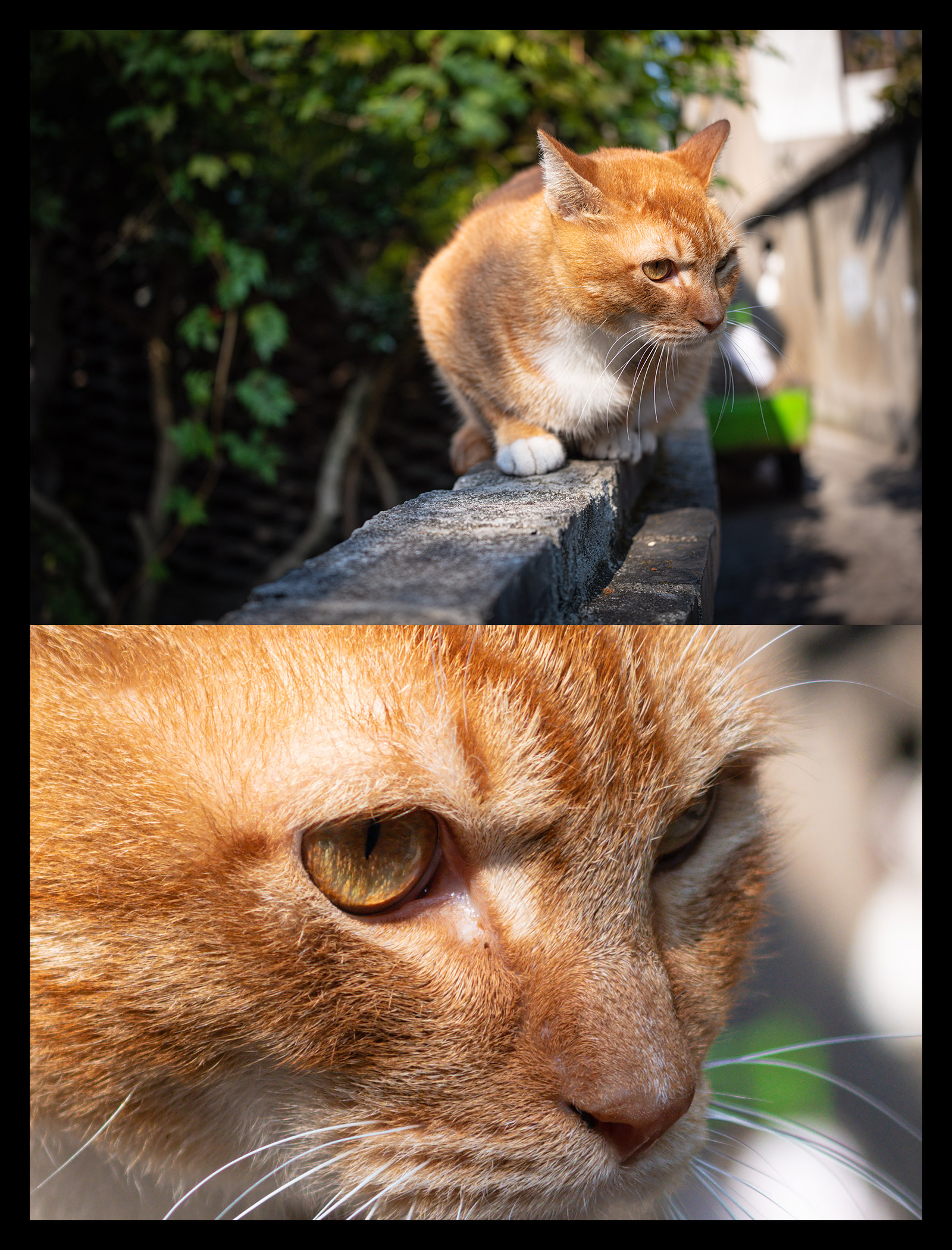 腾龙24mmf2.8全画幅广角微单镜头,腾龙352.8索尼镜头