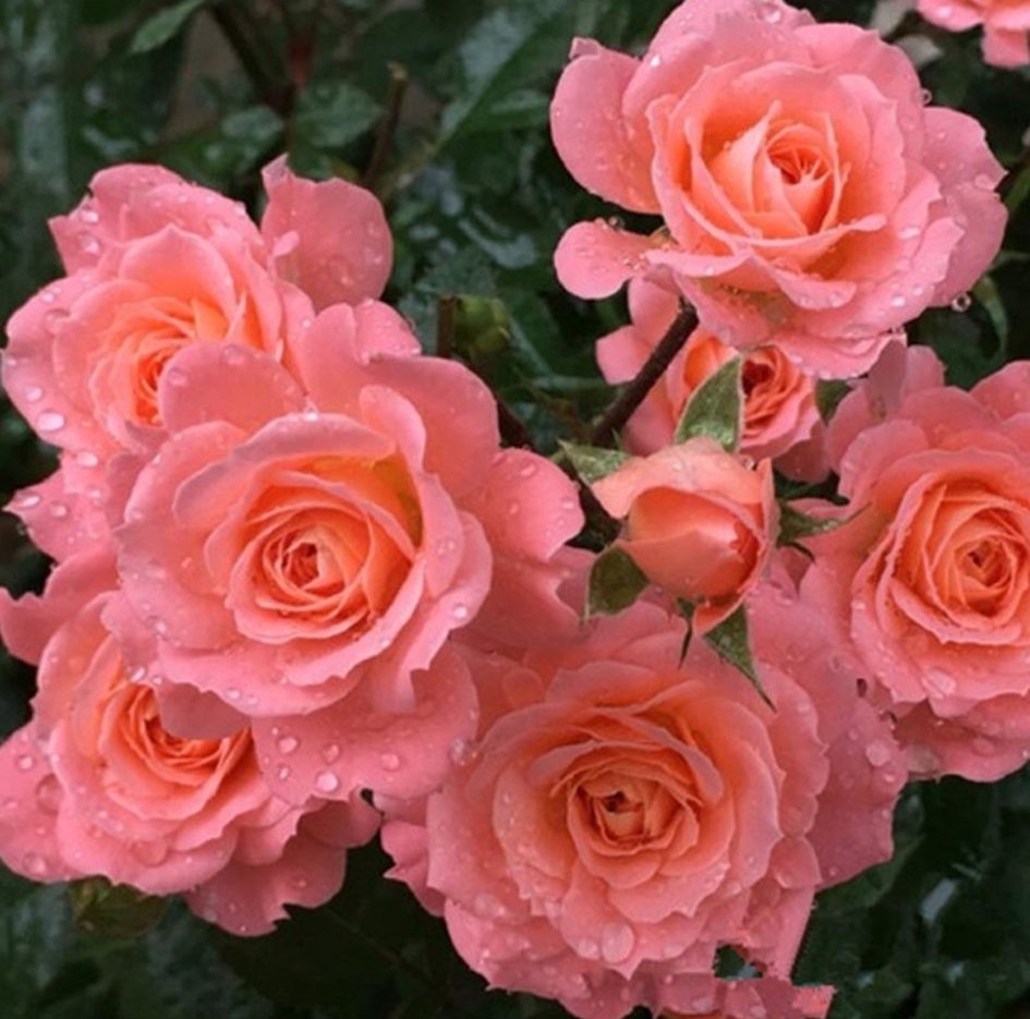 100种月季经典品种,100种经典月季品种