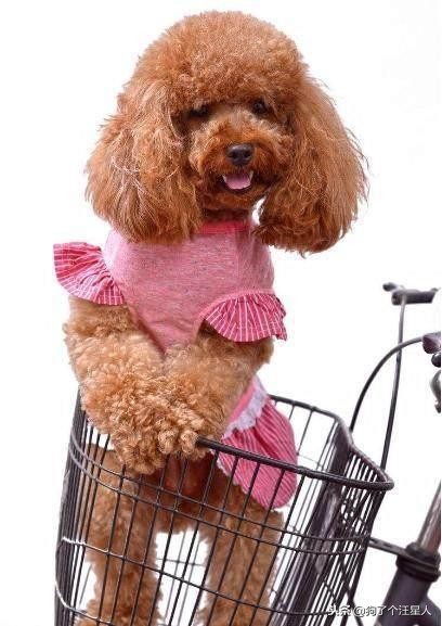 养泰迪必须知道的小技巧,养泰迪需要知道的知识