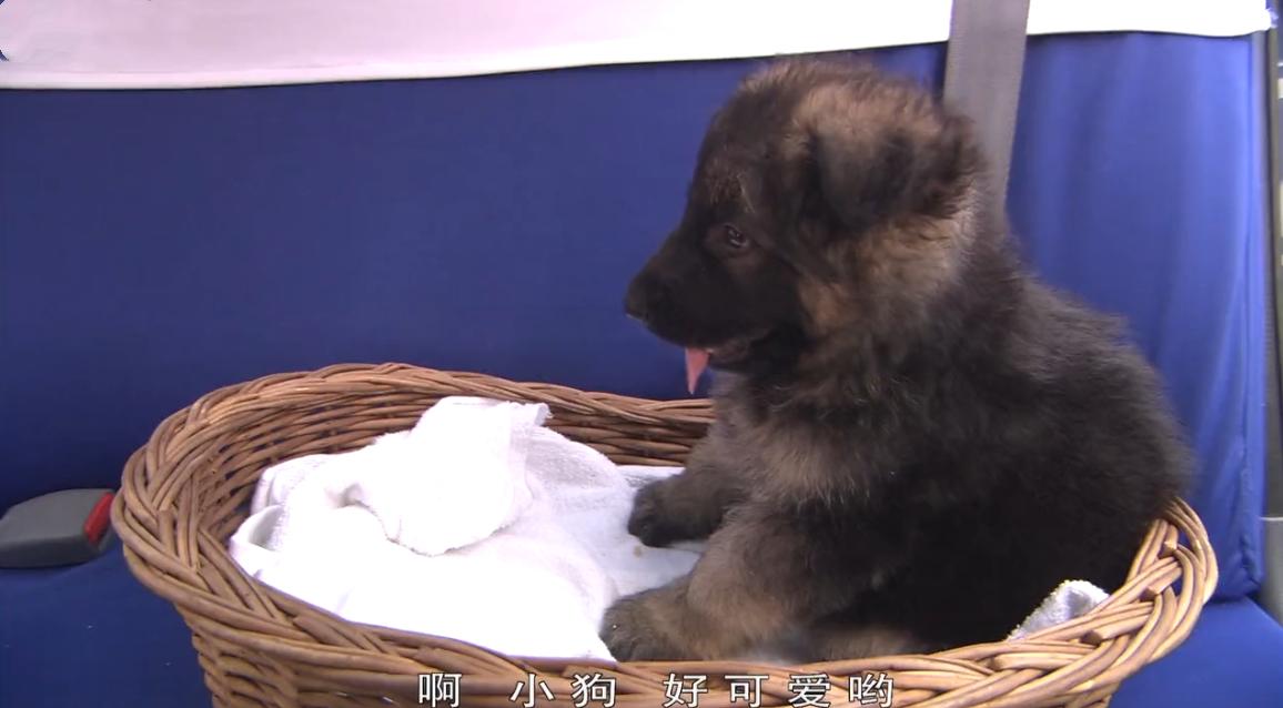 藏獒三次被主人抛弃最后咬舌自尽,藏獒在后备箱咬舌自尽